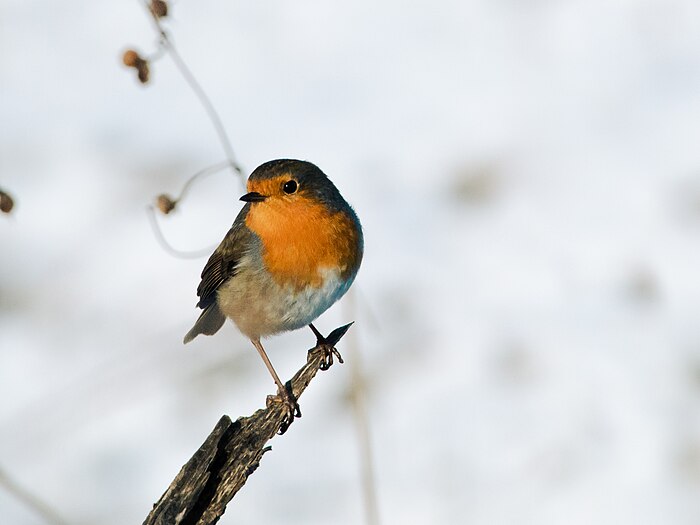 Robin (Erithacus rubecula) in snowy winter landscape. Samuel Tobler