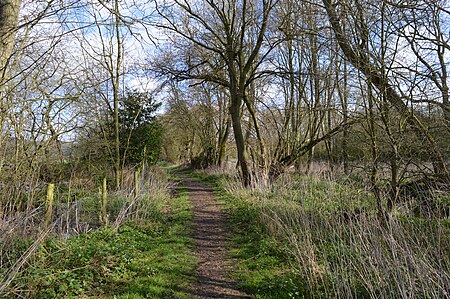 Rodbed Wood 5