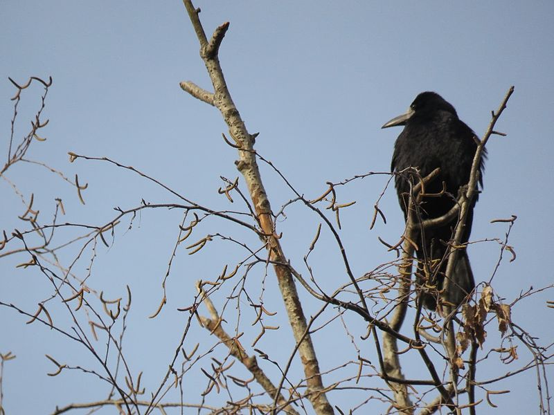 File:Rook in the grass 13.jpg