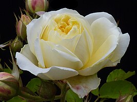 Rosa 'The Pilgrim'