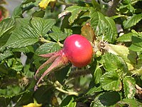 Rosa rugosa Yarmouthport fruit 1.jpg
