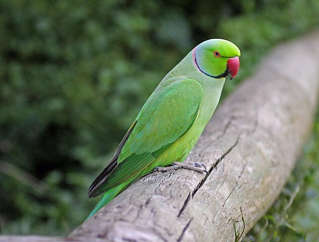 Rose-Ringed Parakeets Courting and Mating