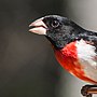 Thumbnail for File:Rose Breasted Grosbeak (14159181695).jpg