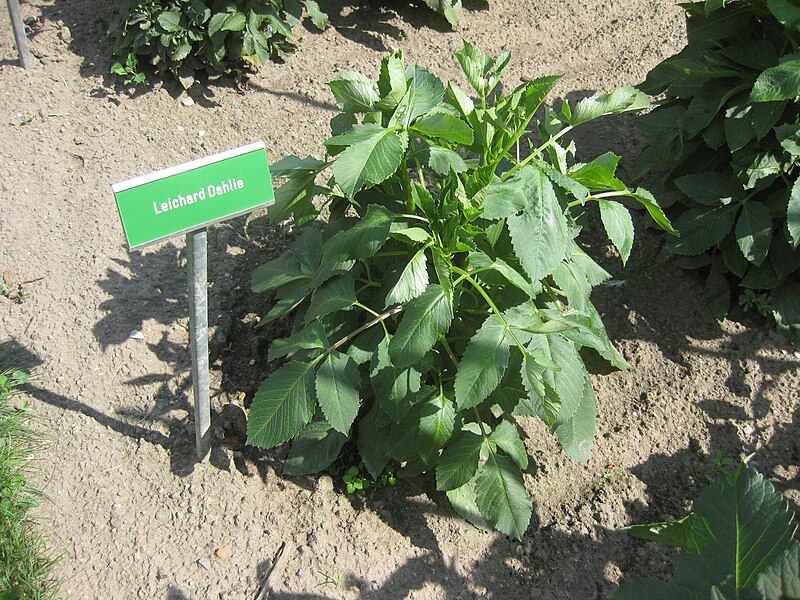 File:Rosengarten Forst, Leichhardt-Dahlie im Dahliengarten, Sommer, 01.jpg