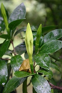<i>Rothmannia capensis</i> Species of plant