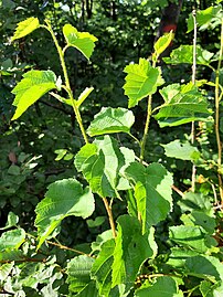 Rubus caesius, цвет