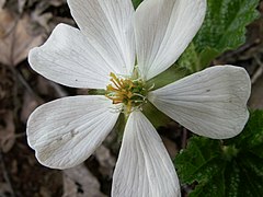 Fleur femelle.