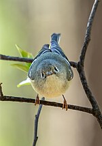 Thumbnail for File:Ruby-crowned kinglet (61793).jpg