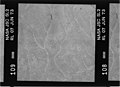 Kodak B&W infrared film with 700-800 nm bandpass filter