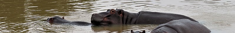 File:Sabi Sand banner Hippos.jpg