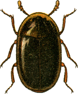<i>Clypastraea</i> Genus of beetles