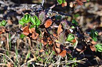 Salix pulchra-MW0158286-live.jpg