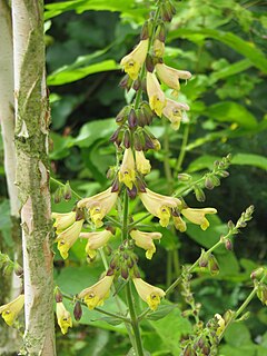 <i>Salvia omeiana</i> species of plant