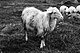 Sardijnse schapen - pecora sardegna.jpg