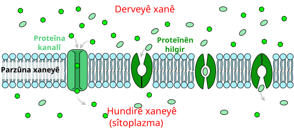 File:Scheme facilitated diffusion in cell membrane-ku.svg