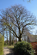 Schleswig-Holstein, Tornesch, natural monument 12-09 NIK 2247.JPG