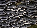 Miniatura para Trametes versicolor