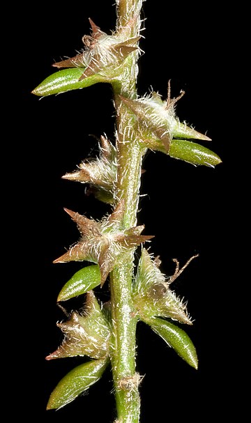 Sclerolaena parviflora