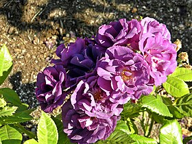 Illustrasjonsbilde av artikkelen Rhapsody in Blue (rose)