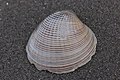 Sea shell (43173109651).jpg
