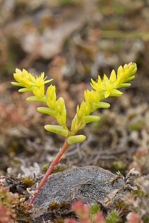 <i>Sedella pumila</i> Species of succulent