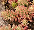 Sedum rubrotinctum