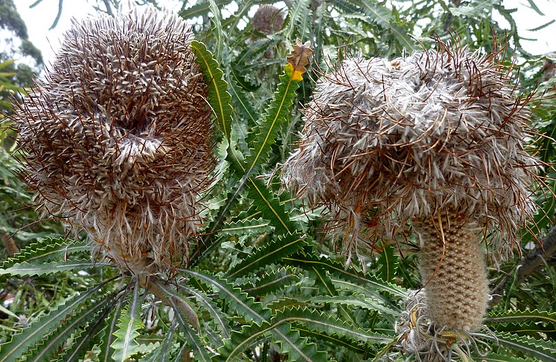 File:Seed "cone" of Banksia hookeriana.jpg
