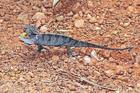 Senegal chameleon (Chamaeleo senegalensis).jpg