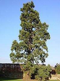 Sequoiadendron giganteum at Kenilworth Castle