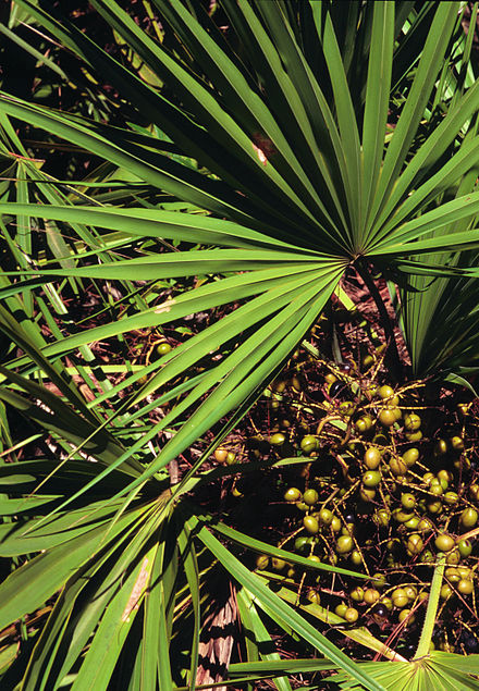 Экстракт пальмы сереноа. Сабаль сереноа Пальма ползучая Palmetto Serenoa. Сереноа ползучая. Карликовая Пальма (сереноа ползучая). Экстракт пальмы сабаль.