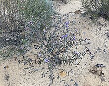 Habit near Coolgardie Seringia cacaobrunnea habit.jpg