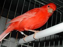 A female red factor canary Serinus canaria Rosso Intenso.jpg