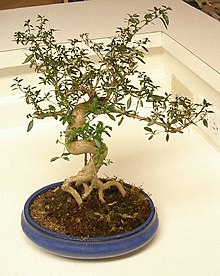 Bonsai - Wikipedia