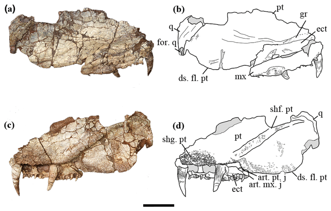 Seroherpeton