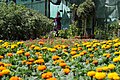 Shahid Fakouri Flower Market