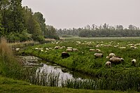 Schapen