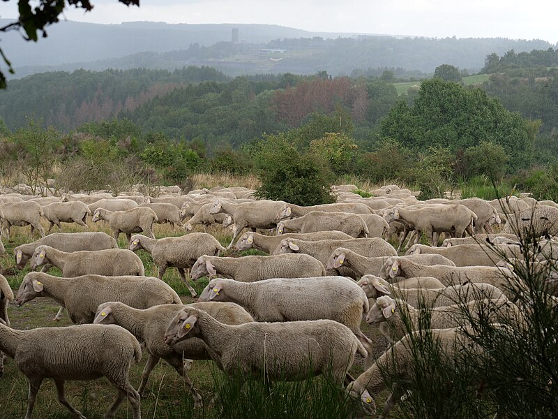 Die Schafe auf den Krieg vorbereiten