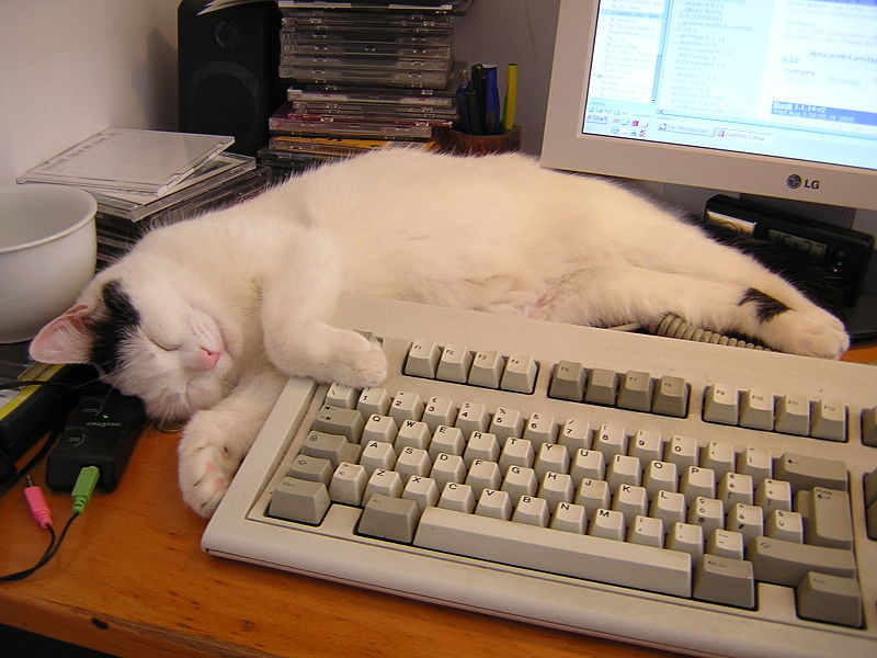 File:Sheila the PC cat.jpg