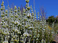 Sideritis pusilla