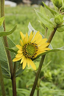 <i>Silphium integrifolium</i>