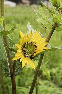 Silphium yg ada integrifolium 2.jpg