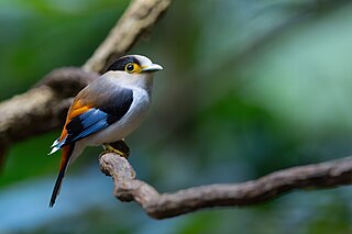 <span class="mw-page-title-main">Silver-breasted broadbill</span> Species of bird