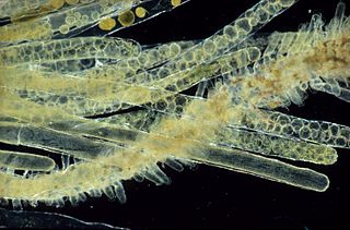<i>Siphonocladus</i> Genus of algae