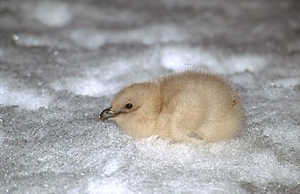 Skua chick Skua chick.jpg