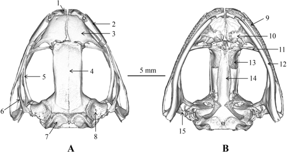 Череп лягушки Nidirana leishanensis (A) Сверху. (B) Снизу. 1 — предчелюстная кость, 2 — верхнечелюстная кость, 3 — носовая кость, 4 — лобнотеменная кость, 5 — крыловидная кость, 6 — чешуйчатая кость, 7 — боковая затылочная кость, 8 — переднеушная кость, 9 — зубы верхней челюсти, 10 — предсошник, 11 — нёбная кость, 12 — нижняя челюсть, 13 — клиновиднообонятельная кость, 14 — парасфеноид, 15 — стремечко