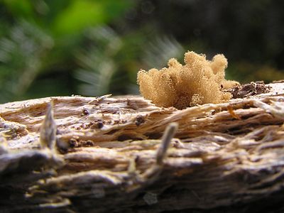 Arcyria nutans sporangia