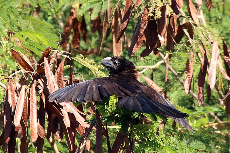 File:Smooth-billed ani (Crotophaga ani) To.jpg