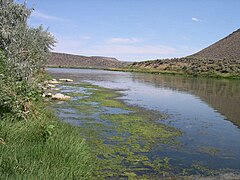 Proliferazione incontrollata di alghe dovuta ad inquinamento di natura organica (fertilizzanti agricoli). Questi bloom algali hanno spesso provocato morie di massa di pesci (Snake River, Idaho, (USA)).