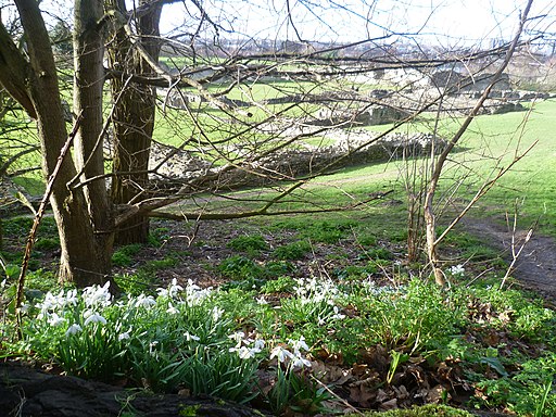 Snowdrops at Lesnes Abbey - geograph.org.uk - 3855357