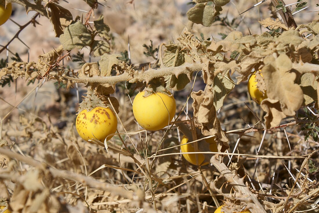 Solanum incanum